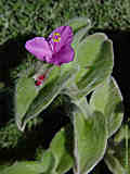 Tradescantia sillamontana