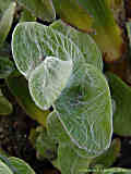 Tradescantia sillamontana