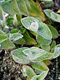 Tradescantia sillamontana