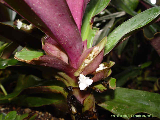 Tradescantia spathacea