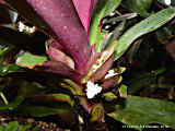 Tradescantia spathacea