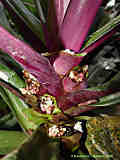 Tradescantia spathacea