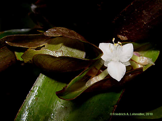 Tradescantia spathacea