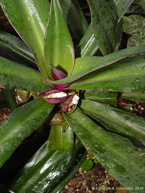 Tradescantia spathacea