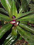 Tradescantia spathacea