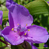 Tradescantia virginiana