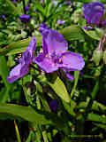 Tradescantia virginiana