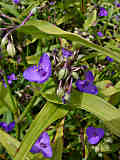 Tradescantia virginiana