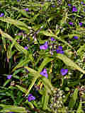 Tradescantia virginiana