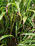 Tradescantia virginiana