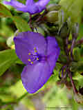 Tradescantia virginiana