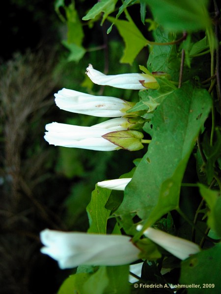 Calystegia sepium