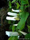 Calystegia sepium