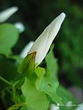 Calystegia sepium