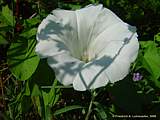 Calystegia sepium