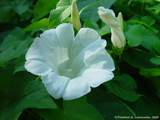 Calystegia sepium