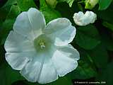 Calystegia sepium