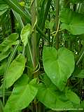 Calystegia sepium