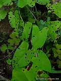 Calystegia sepium