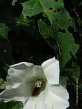 Calystegia sepium