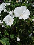 Convolvulus cneorum