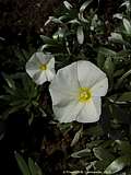 Convolvulus cneorum