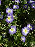 Convolvulus tricolor