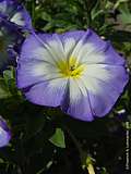 Convolvulus tricolor