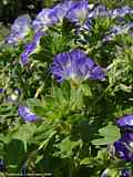 Convolvulus tricolor