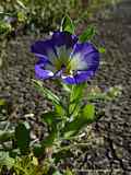 Convolvulus tricolor