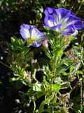 Convolvulus tricolor