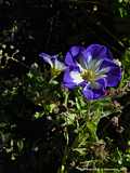 Convolvulus tricolor