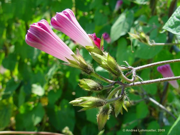 Ipomoea nil