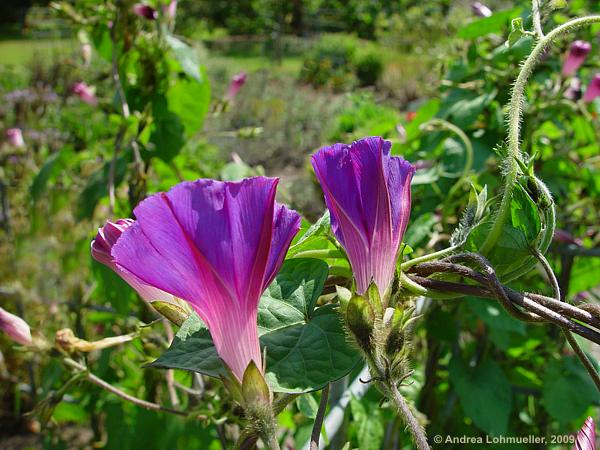 Ipomoea nil