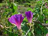 Ipomoea nil