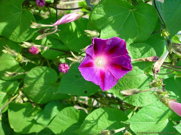 Ipomoea nil