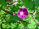 Ipomoea nil