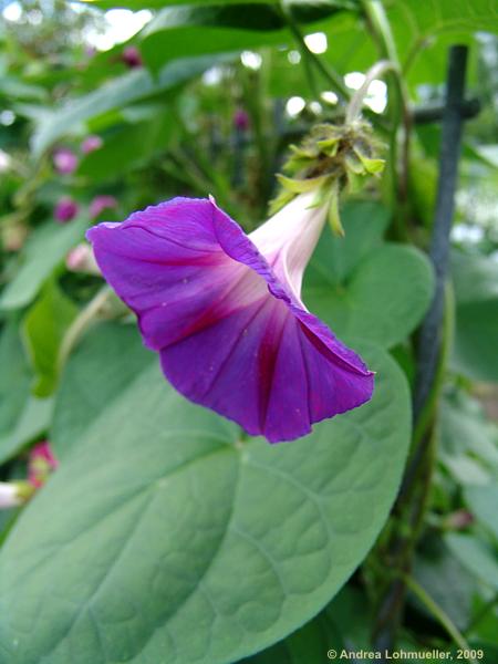 Ipomoea nil