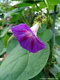 Ipomoea nil