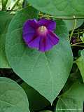 Ipomoea nil