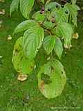 Cornus controversa