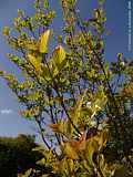 Cornus florida