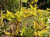 Cornus florida