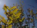 Cornus florida