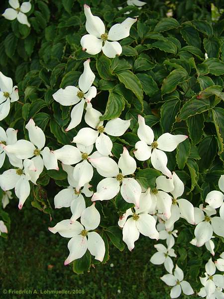 Cornus kousa