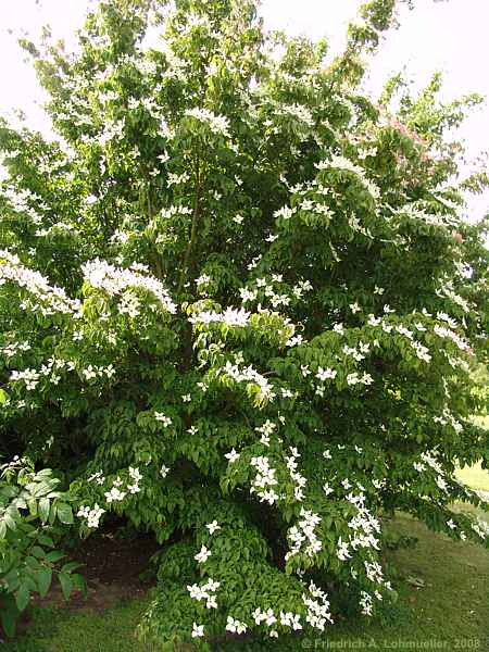 Cornus kousa
