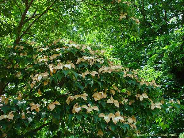 Cornus kousa var. chinensis