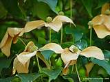 Cornus kousa var. chinensis