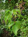 Cornus sanguinea