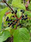 Cornus sanguinea